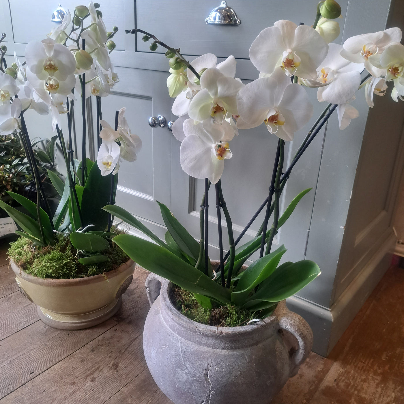 Orchid planters