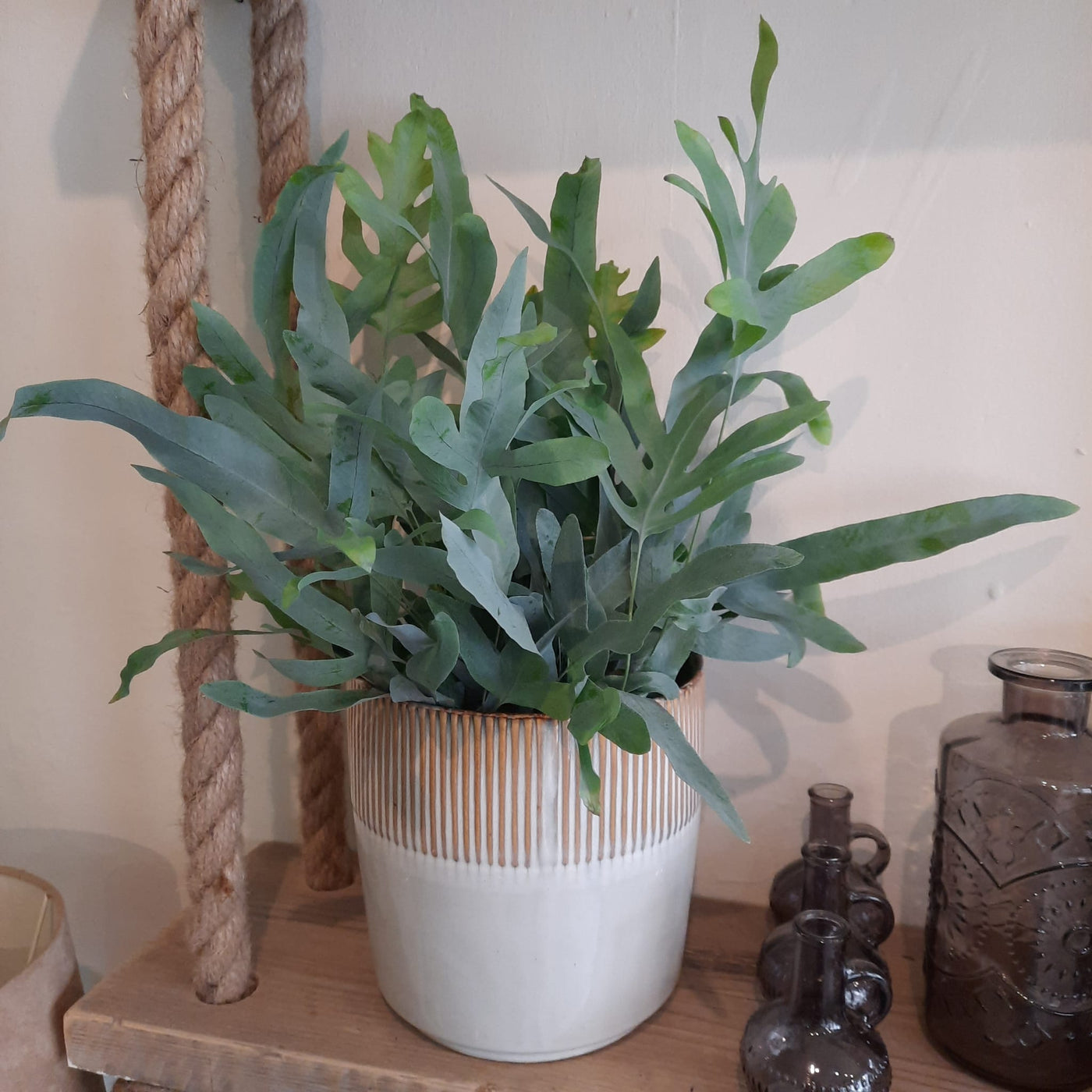 Blue star indoor fern in a ceramic pot