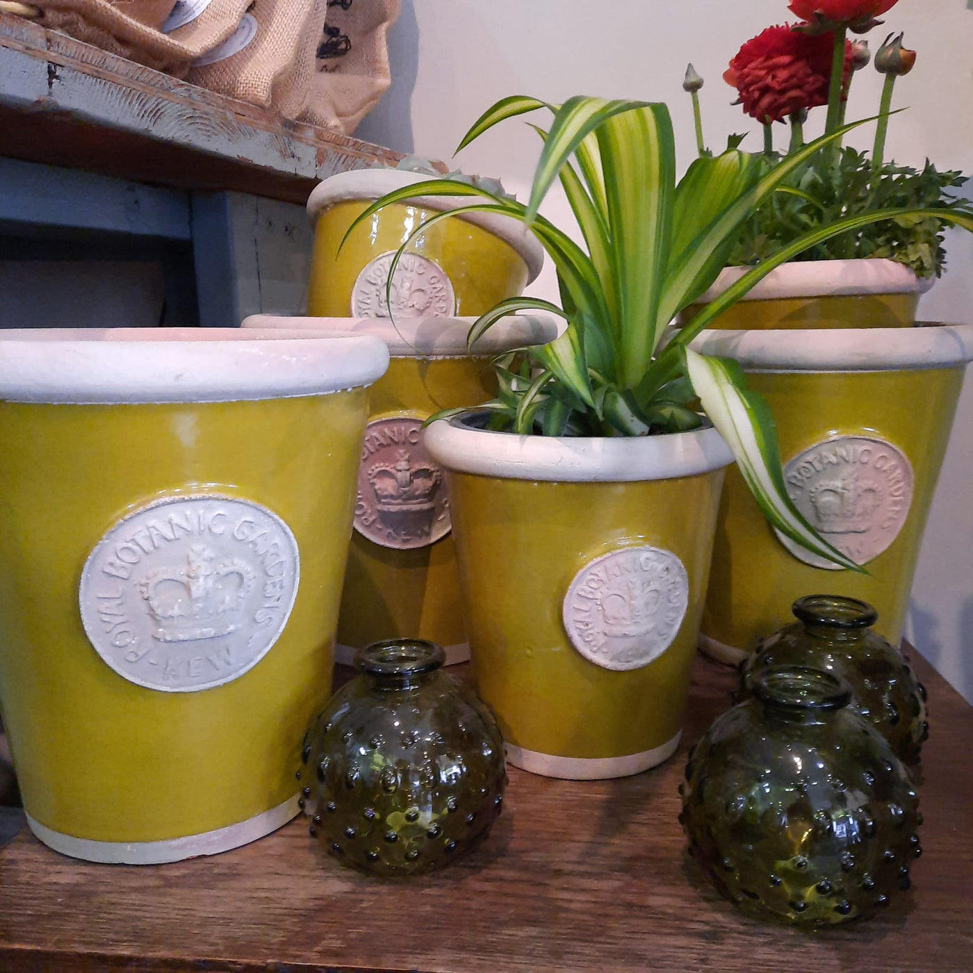 All the greens - Kew Botanical Pots
