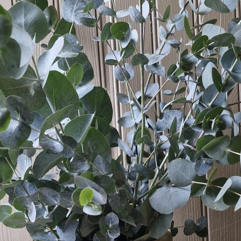 "The Eucalyptus Collection"