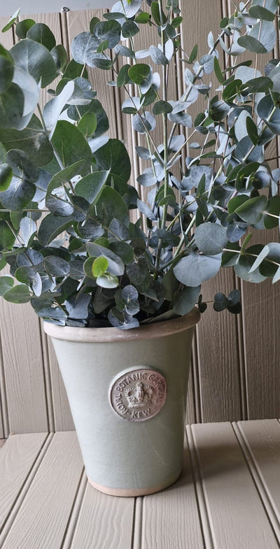 "The Eucalyptus Collection"