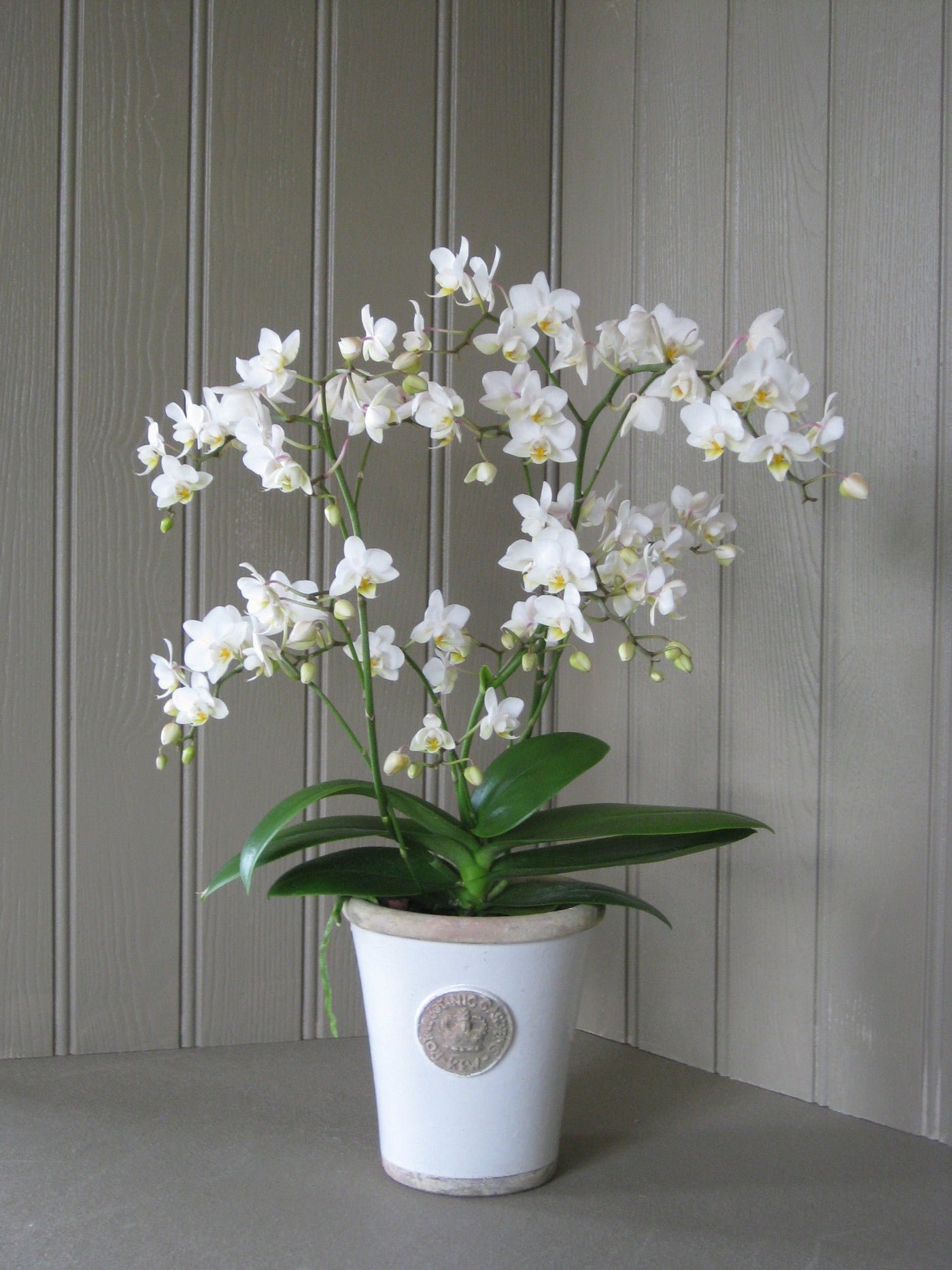 Jungle orchid planter.